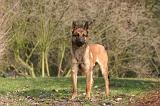 MALINOIS 1107